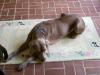 Vincent on pretty rug